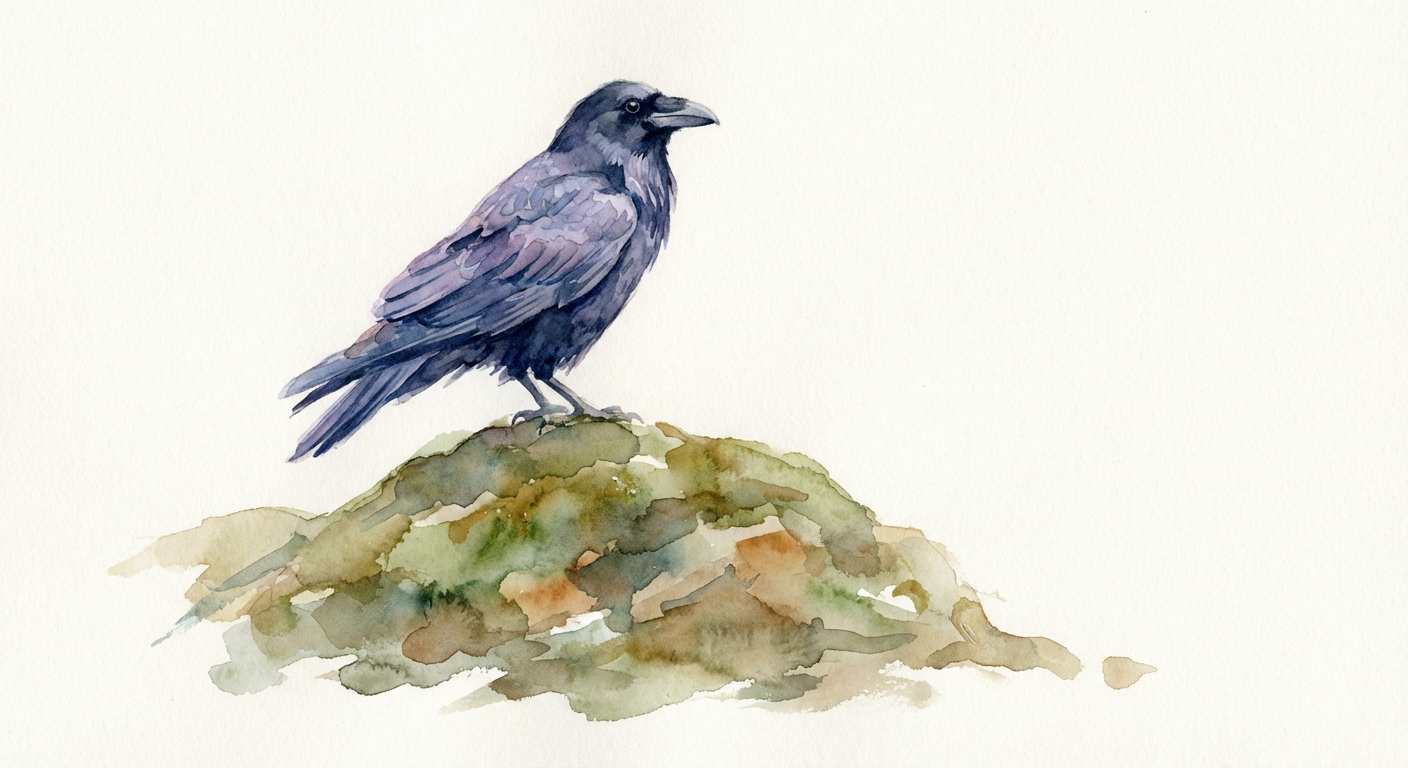 Krkavec velký – watercolor ilustrace