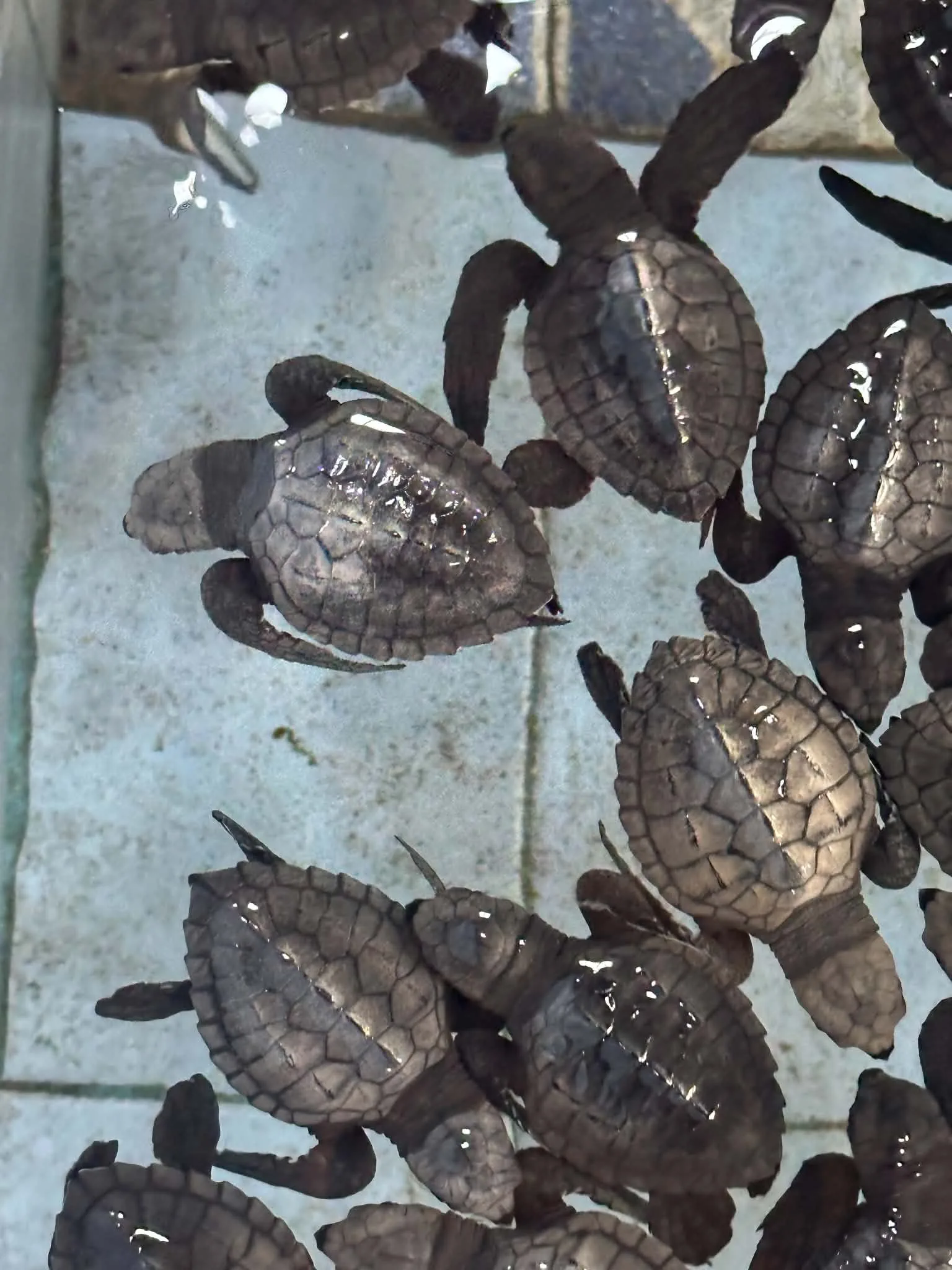 Turtle hatchlings in a tiled pool at a Balinese tourist centre