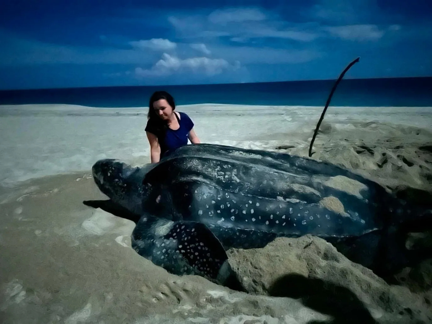Finally in Papua: news from sea turtle conservation (May - August 2026)