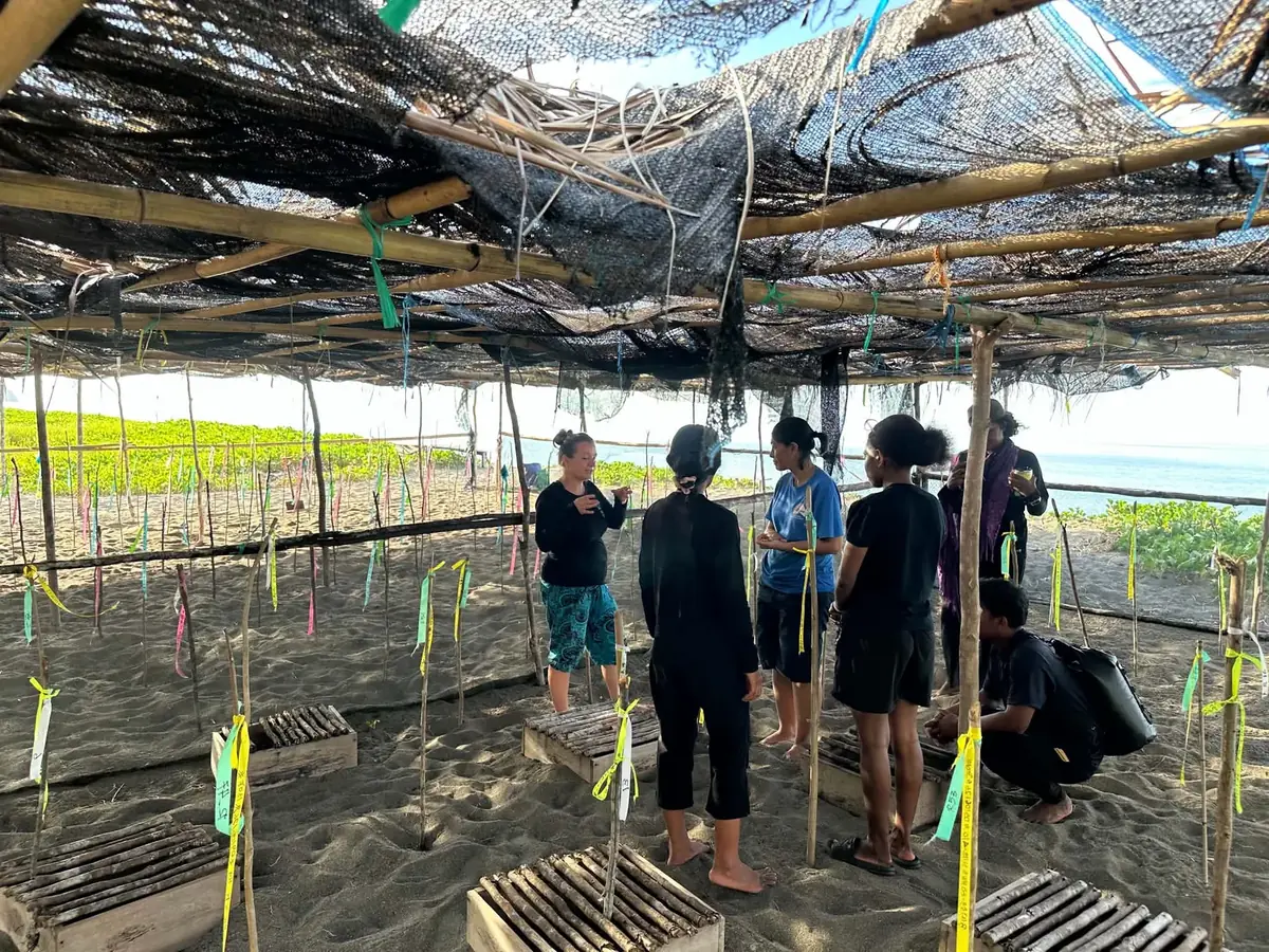 Protected hatchery on a Papuan beach with marked nests and conservationists under shade netting