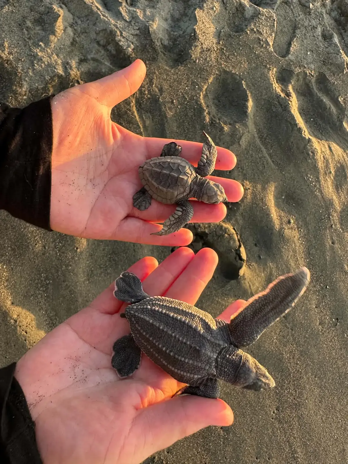 A hawksbill hatchling and a much larger leatherback hatchling held on a Papuan beach
