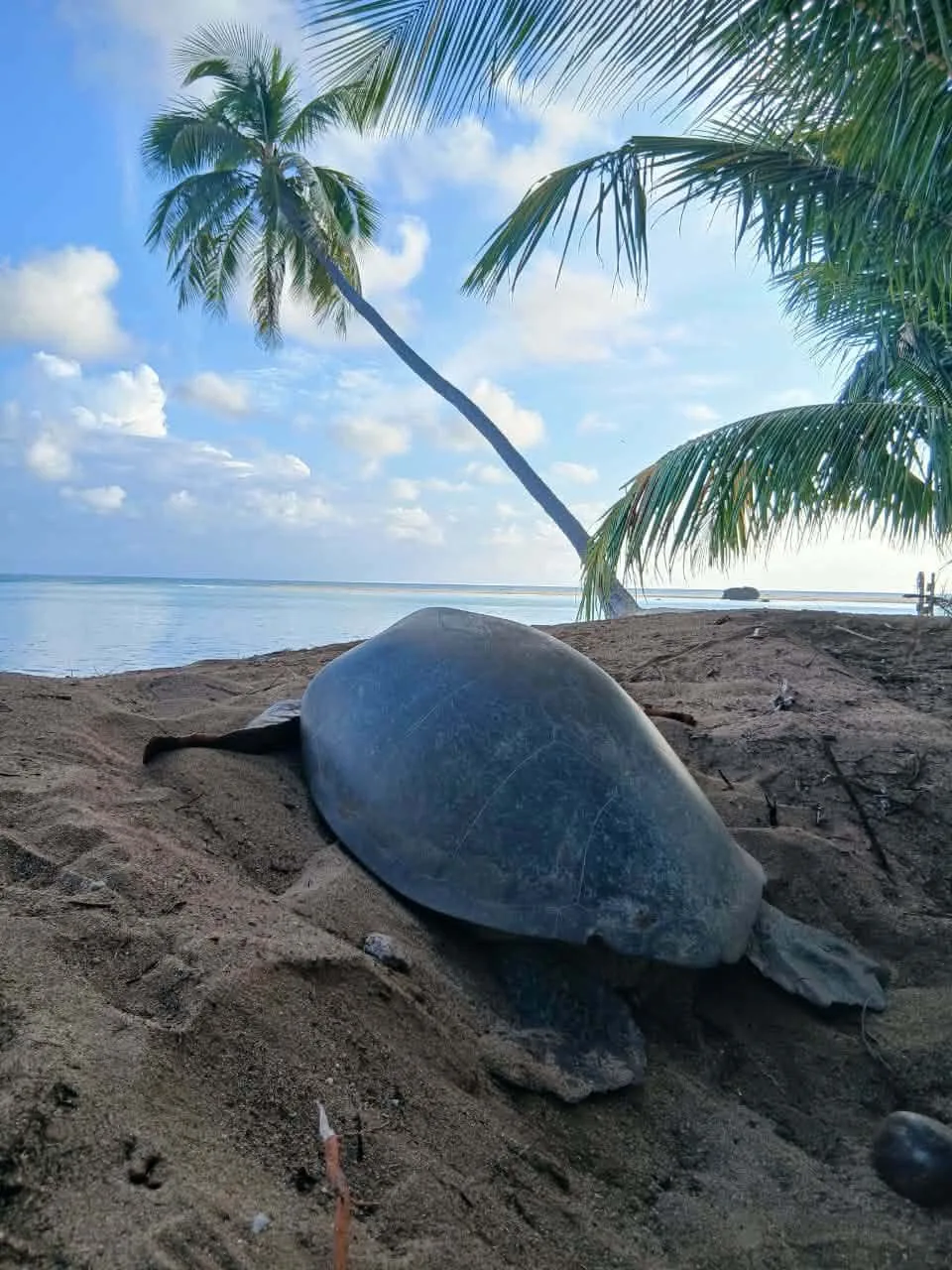 Adult sea turtle on a tropical beach under palm trees